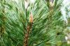 Pinus sylvestris